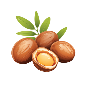 pngtree argan nut illustration png image 11527290 (1)